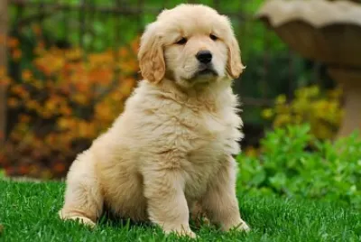 perrito