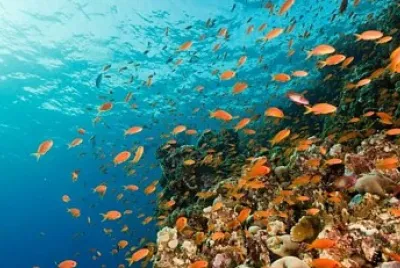 sea