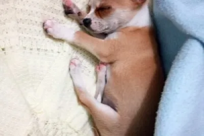 es mi mascotita :3