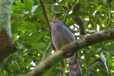 Falco di foresta barrato