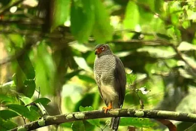 Falco di foresta golagrigia