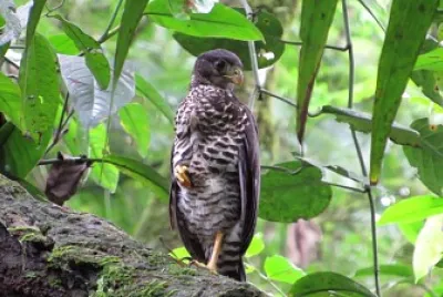 Falco di foresta dal collare