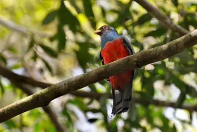 Trogone codanera