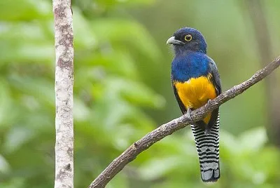 Trogone violaceo