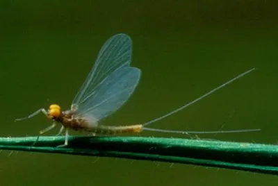 Baetis fuscatus