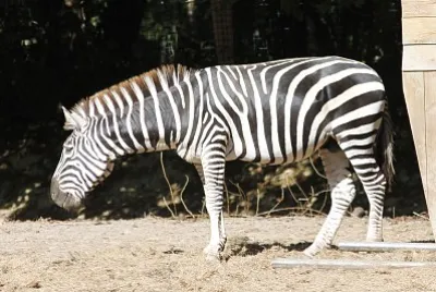 zebre