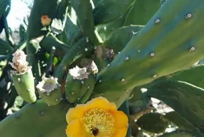 פאזל של FLOWERS