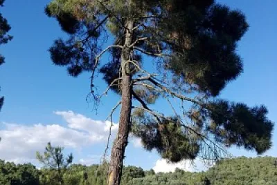 NATURALEZA