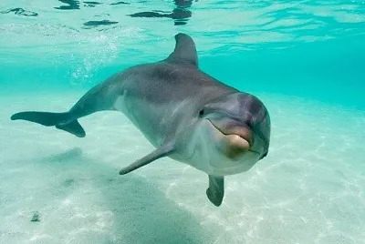 dolphin3 jigsaw puzzle