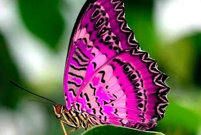 mariposa