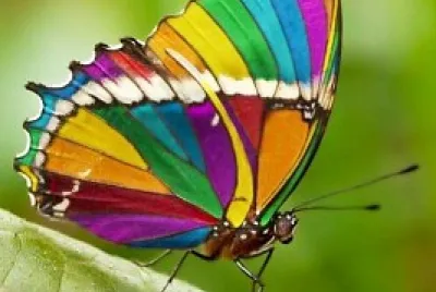 mariposa4 jigsaw puzzle