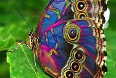 marip3 jigsaw puzzle