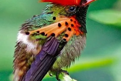 bird jigsaw puzzle