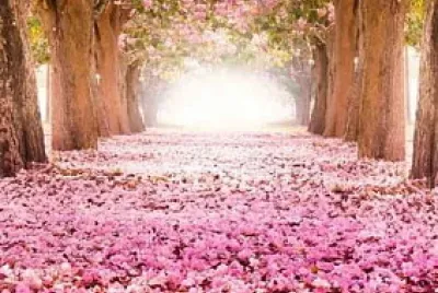 FLORES DE CEREJEIRAS jigsaw puzzle