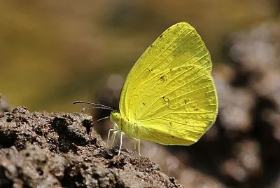 Eurema hecabe