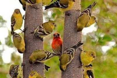 Pajaritos Comiendo