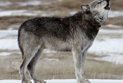 Lupo nord occidentale