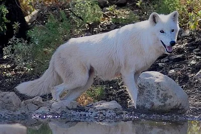 Lupo della tundra d   'alasca