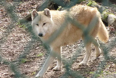 Lupo grigio della tundra