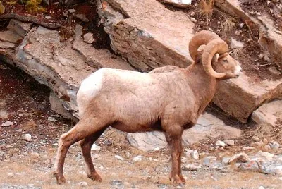 Delle montagne rocciose