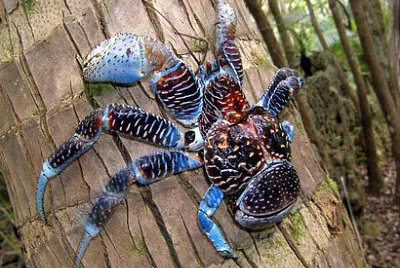 Granchio del cocco jigsaw puzzle