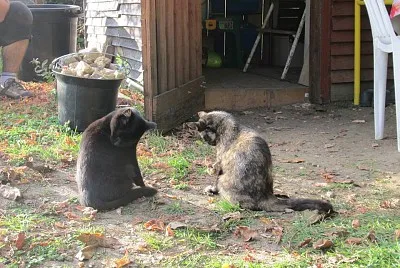 chats jigsaw puzzle