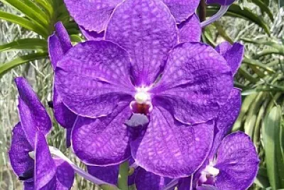 flores jigsaw puzzle