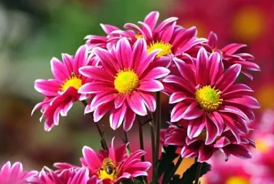 La flor