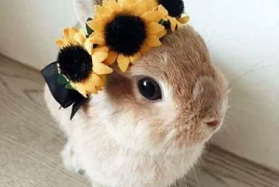 f.