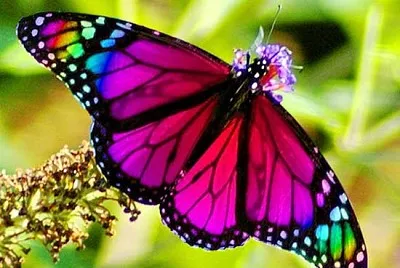 maripink jigsaw puzzle