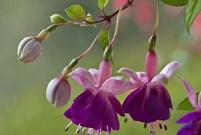 imagem jigsaw puzzle