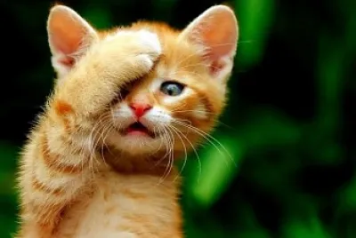 gato
