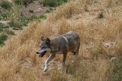 Lupo grigio degli appennini