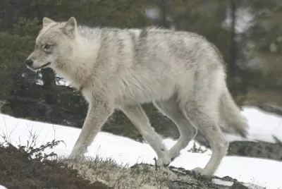Lupo grigio delle grandi pianure