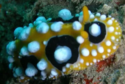 Phyllidia ocellata