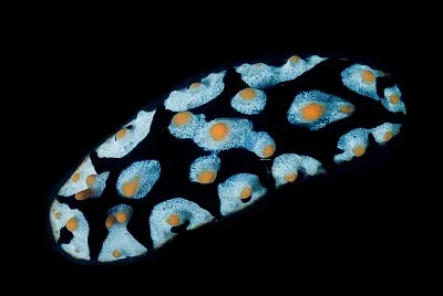 Phyllidia rueppelii jigsaw puzzle