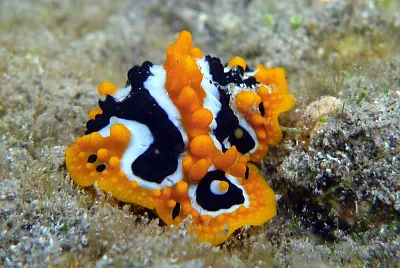 Phyllidia undula
