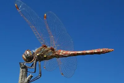 פאזל של Sympetrum corruptum
