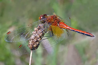 פאזל של Sympetrum flaveolum