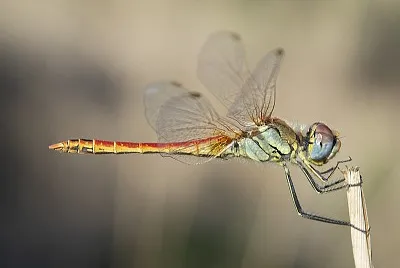 פאזל של Sympetrum fonscolombii