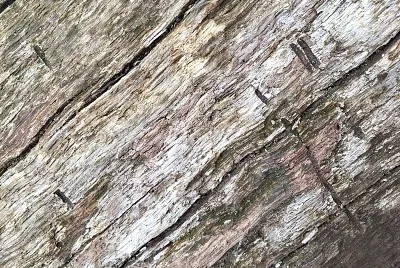 Bark 3