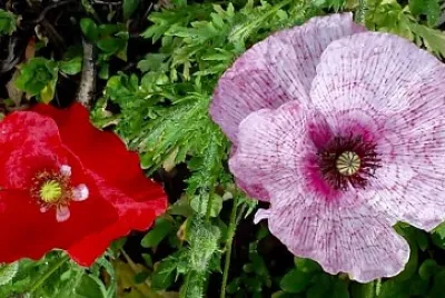 Poppies 2