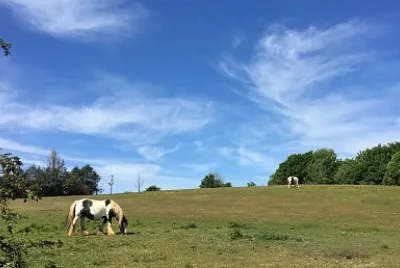 Horses and Clouds