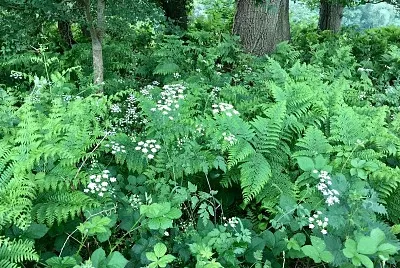 Woodland flora