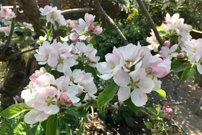 Dogwood