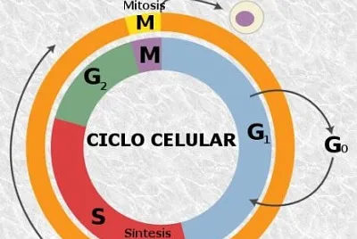 CuÃ¡les son las fases del ciclo celular.