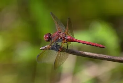 פאזל של Sympetrum madidum