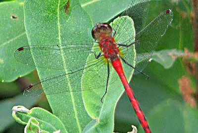פאזל של Sympetrum obtrusum