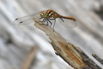 פאזל של Sympetrum pallipes