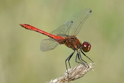 Sympetrum sanguinerum